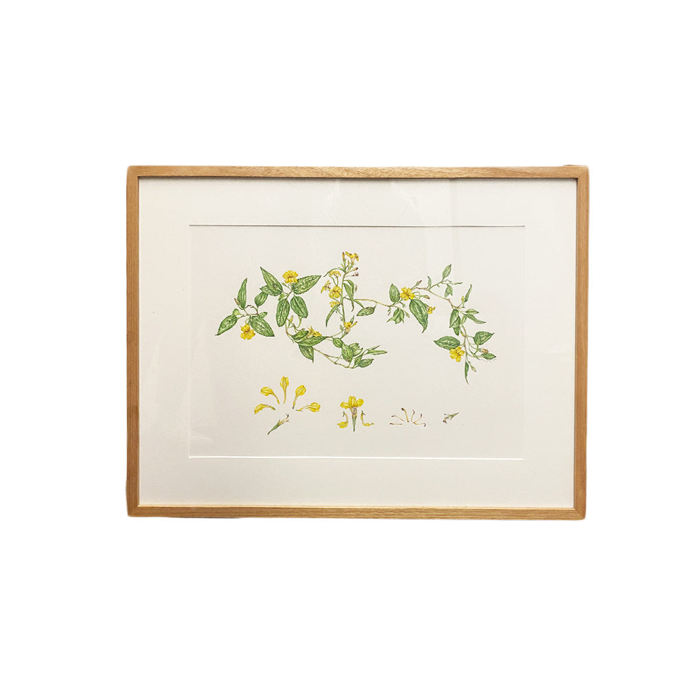 [Minjung Oh] " Goodenia Ovata" Original  Artworks  & Frame