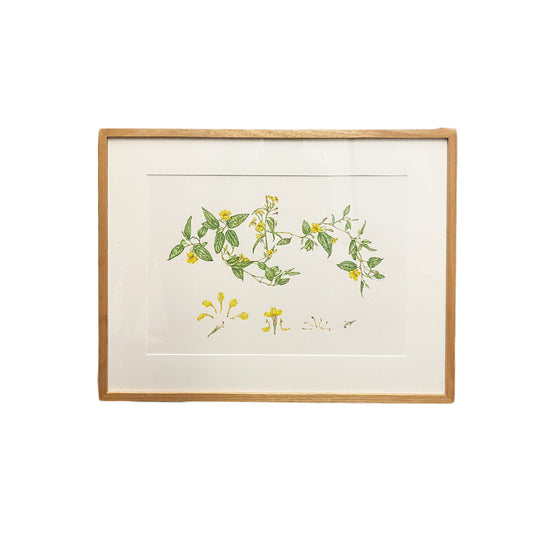 [Minjung Oh] " Goodenia Ovata" Original  Artworks  & Frame