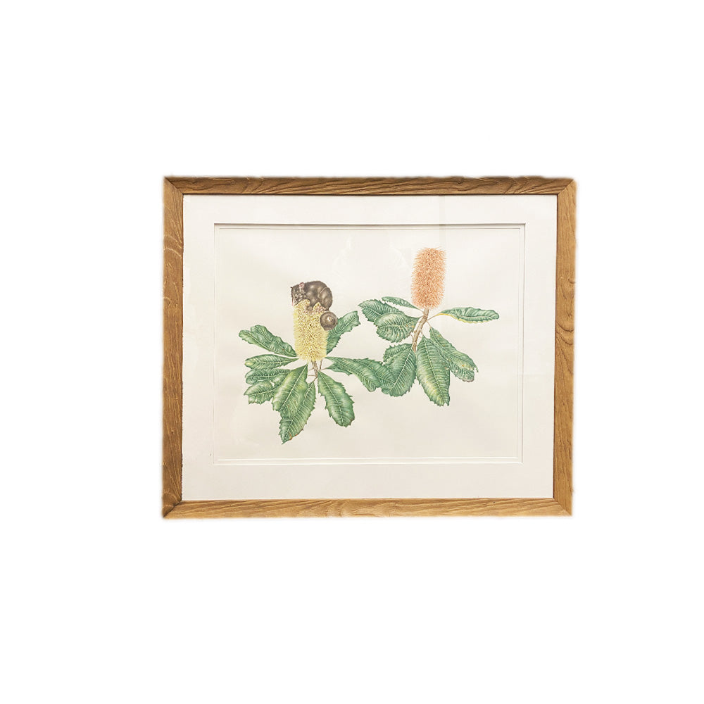 [Minjung Oh] "Banksia Robur (Swamp Banksia) and Mountain Bushtail Possum   Original Painting & Frame