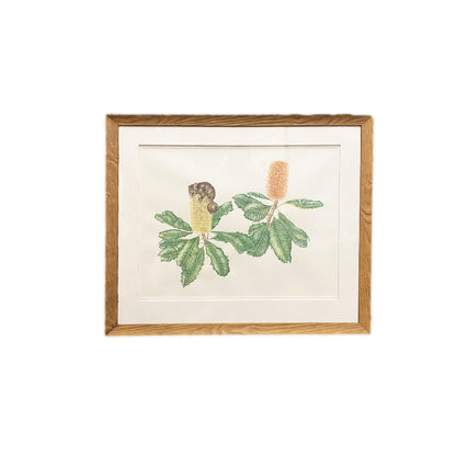 [Minjung Oh] "Banksia Robur (Swamp Banksia) and Mountain Bushtail Possum   Original Painting & Frame