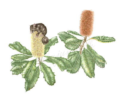 [Minjung Oh] Banksia Robur(Swamp Banksia)  and Mountain Bushtail  Possum copy Print A3