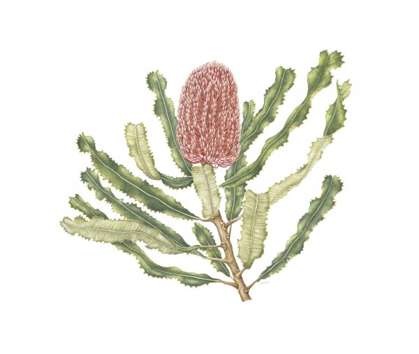 [Minjung Oh] Banksia Menziesii Print A3