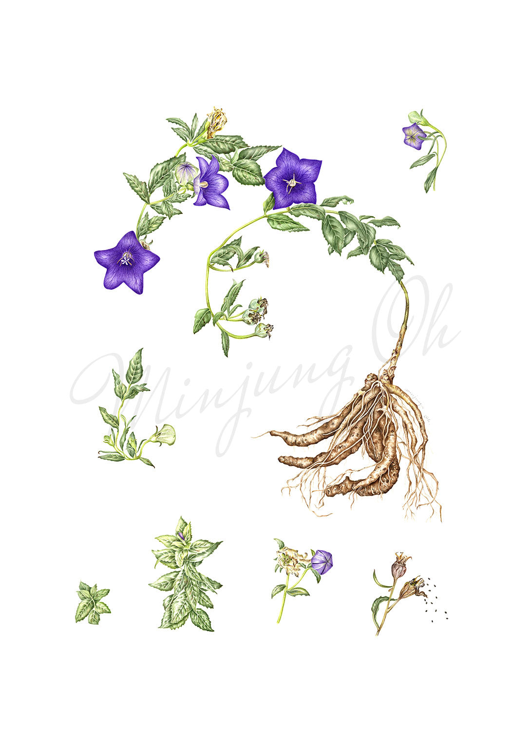 [Minjung Oh] Bellflower – Platycodon Grandiflorus (6 years) Poster A4