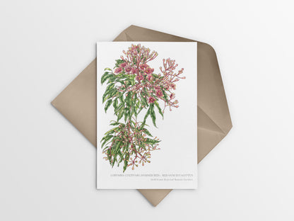 [Minjung Oh] Card – Corymbia Cultivars (Summer Red)