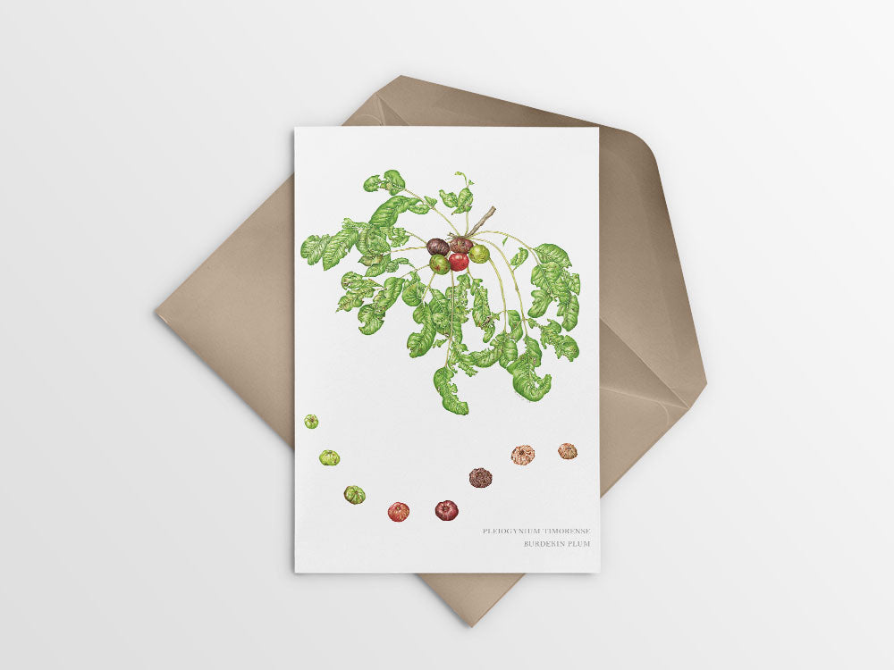 [Minjung Oh] Card – Australia Botanic Art  "Pleiogynium Timorense(Burdekin Plum)"