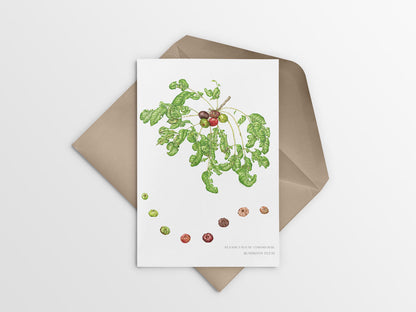 [Minjung Oh] Card – Australia Botanic Art  "Pleiogynium Timorense(Burdekin Plum)"