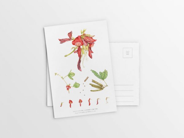 [Minjung Oh] A5 Postcard  "Dusky Coral Pea- Kennedia Rubicunda"   copy print