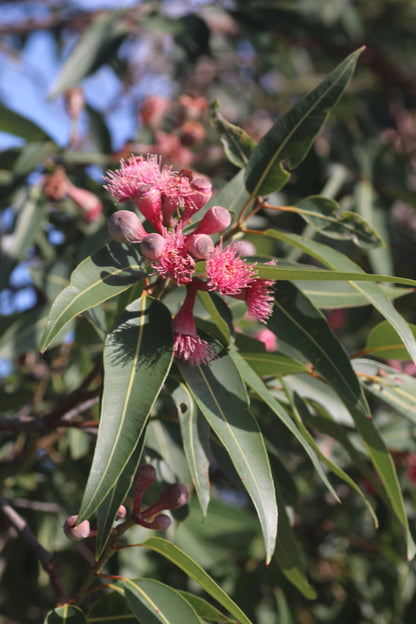 [Minjung Oh] Card – Corymbia Cultivars (Summer Red)