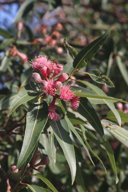 [Minjung Oh] Original Painting " Corymbia Cultivars (Summer Red)"  Korean Traditional painting & paper & Frame  (Minwha)