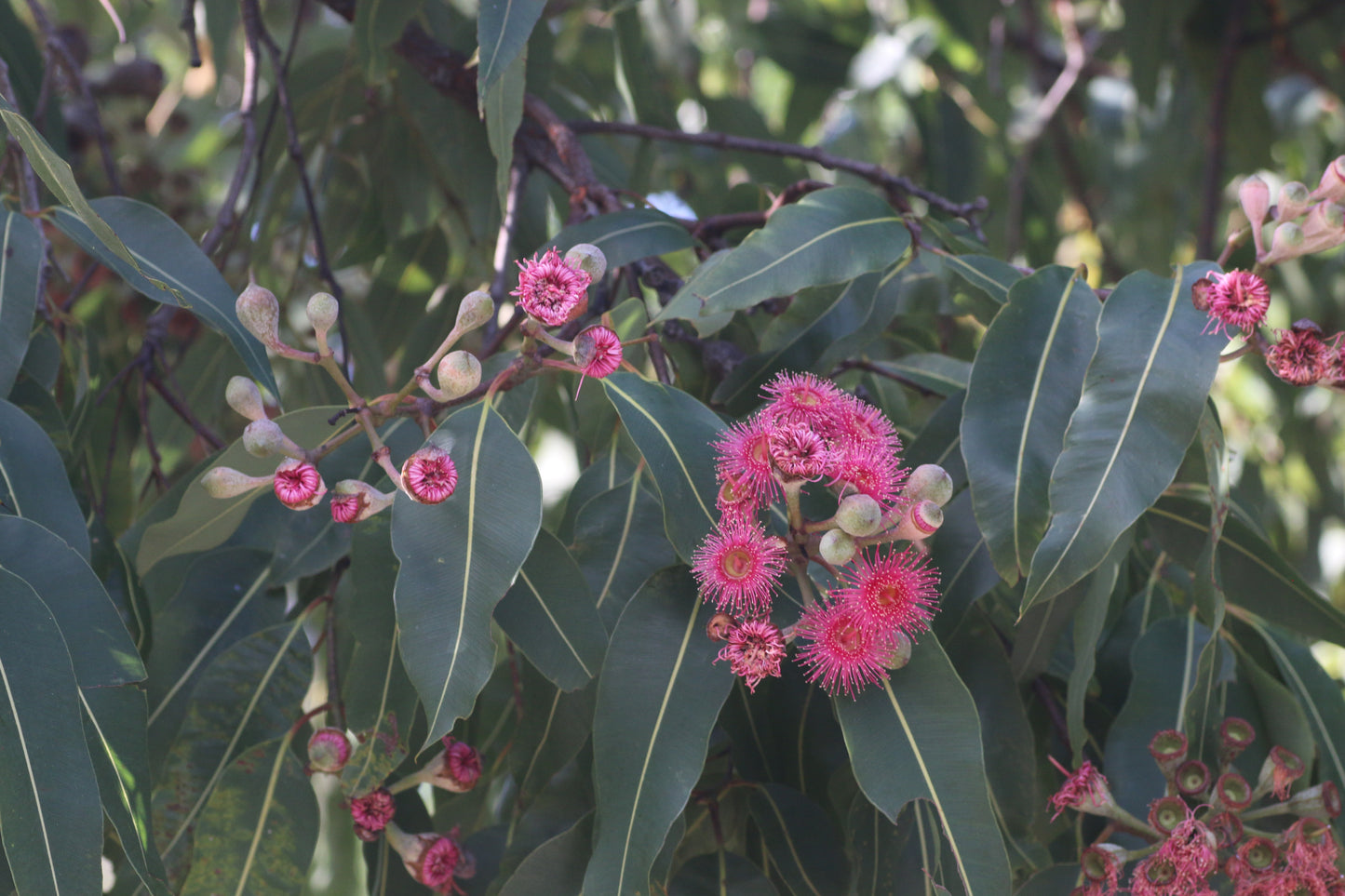 [Minjung Oh] Original Painting " Corymbia Cultivars (Summer Red)"  Korean Traditional painting & paper & Frame  (Minwha)