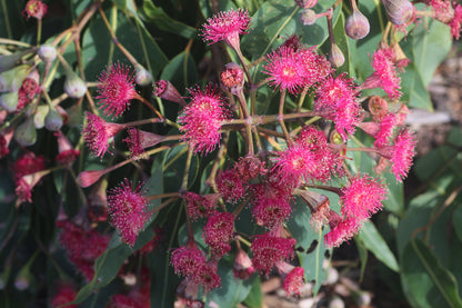 [Minjung Oh] Original Painting " Corymbia Cultivars (Summer Red)"  Korean Traditional painting & paper & Frame  (Minwha)