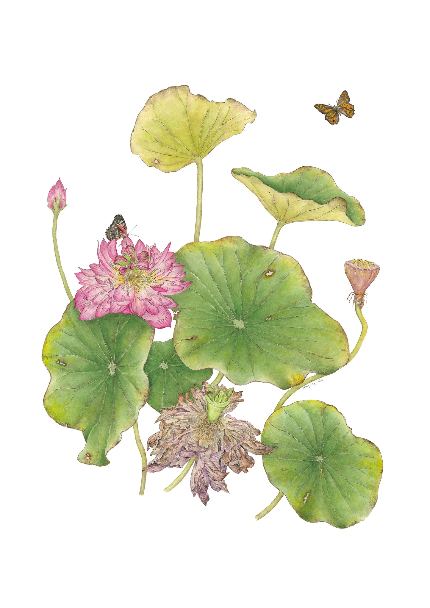 Australia Botanic Artist Painting T shirts (Pink, Medium)