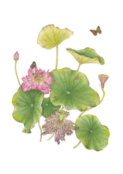 Australia Botanic Artist Painting T shirts (Pink, Medium)