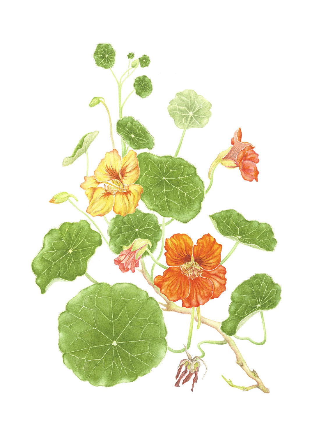 [Minjung Oh] Nasturium Poster A3