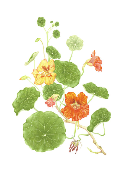 [Minjung Oh] Nasturium Poster A3
