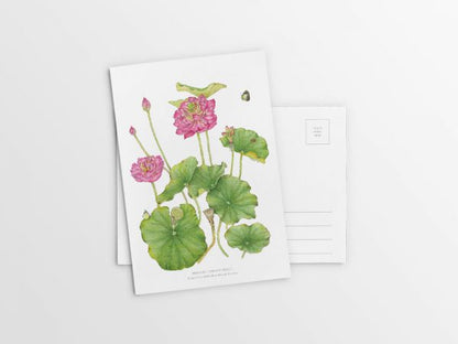 [Minjung Oh] A5 Postcard – Nelumbo – Crimson Velvet 1