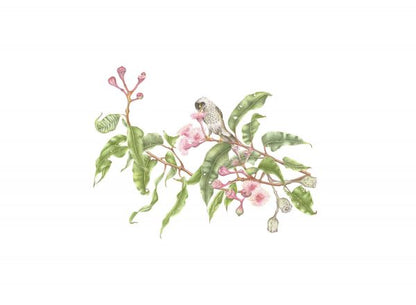 [Minjung Oh] Pink Eucalyptus and Noisy Miner Print A4
