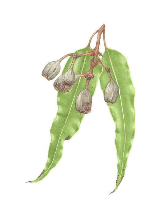 [Minjung Oh] Spring Bloodwood artworks  A3 copy print