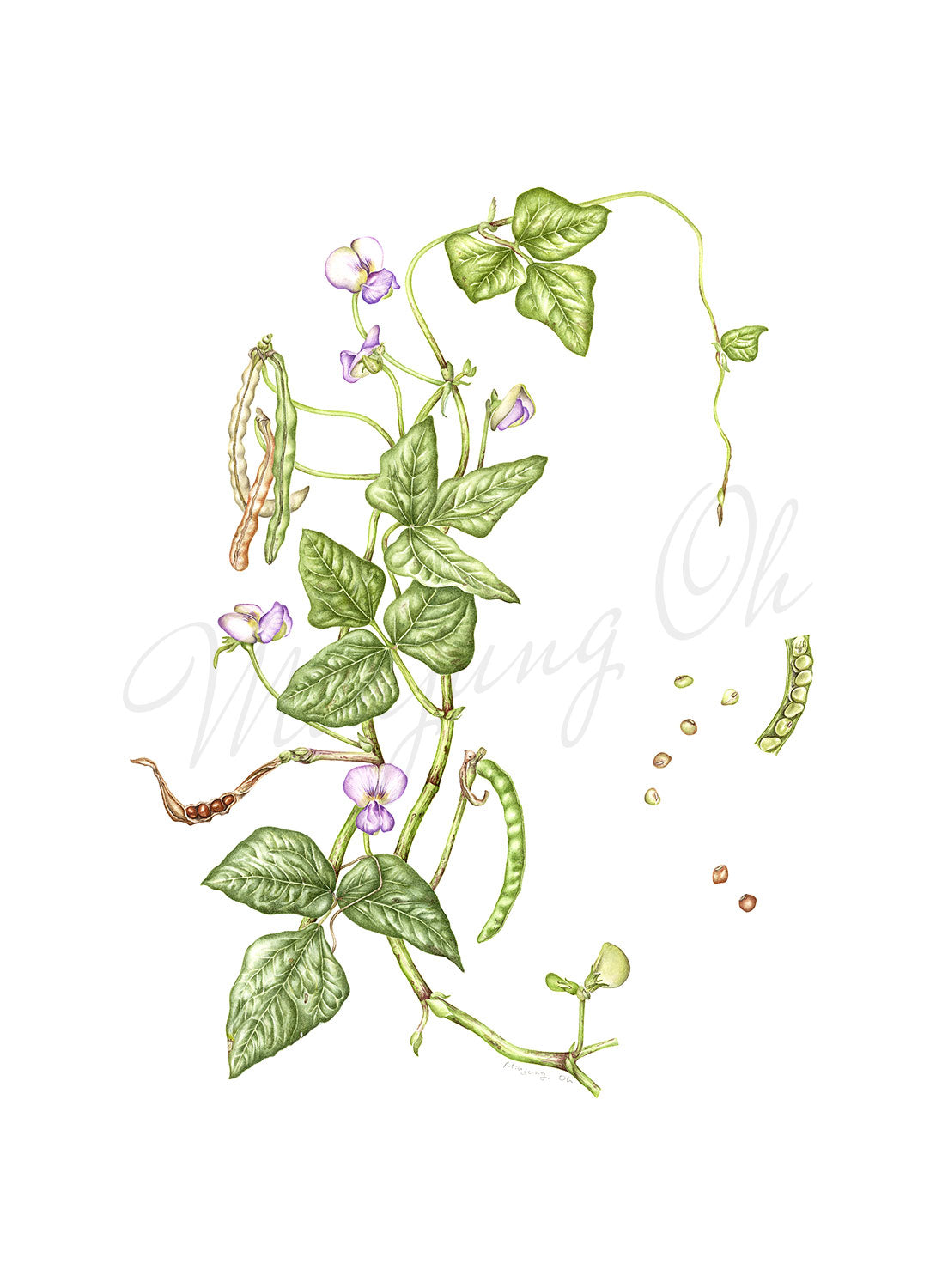 [Minjung oh] Black-eyed Peas Vigna Unguiculata Print A4