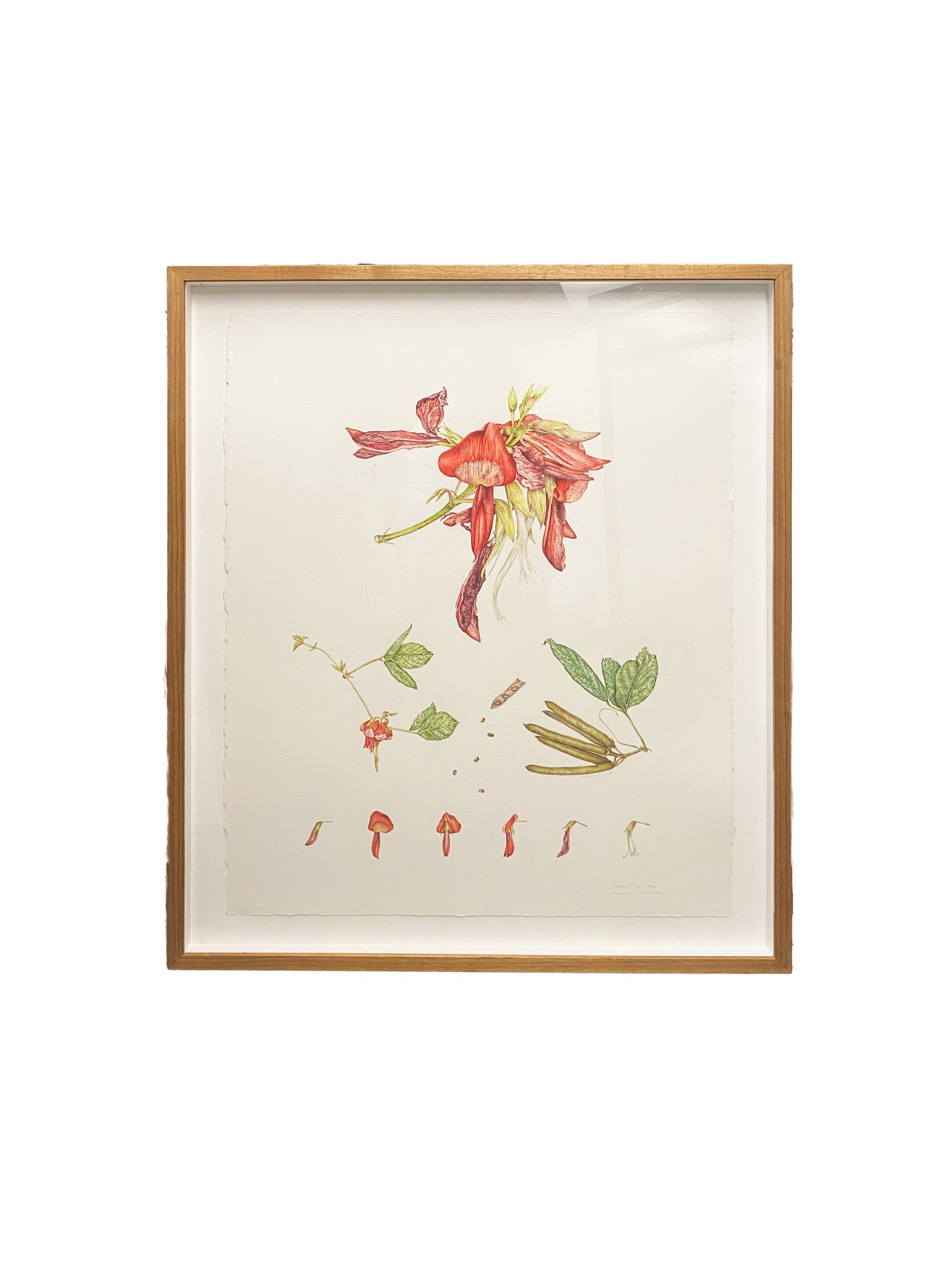 [Minjung Oh] Dusky Coral Pea – Kennedia Rubicunda Original Botanic Artworks and frame