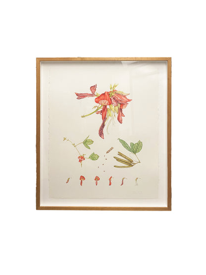 [Minjung Oh] Dusky Coral Pea – Kennedia Rubicunda Original Botanic Artworks and frame