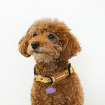 [Kakao Friends] Choonsik Dog Collar Medium